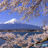 春景恋し