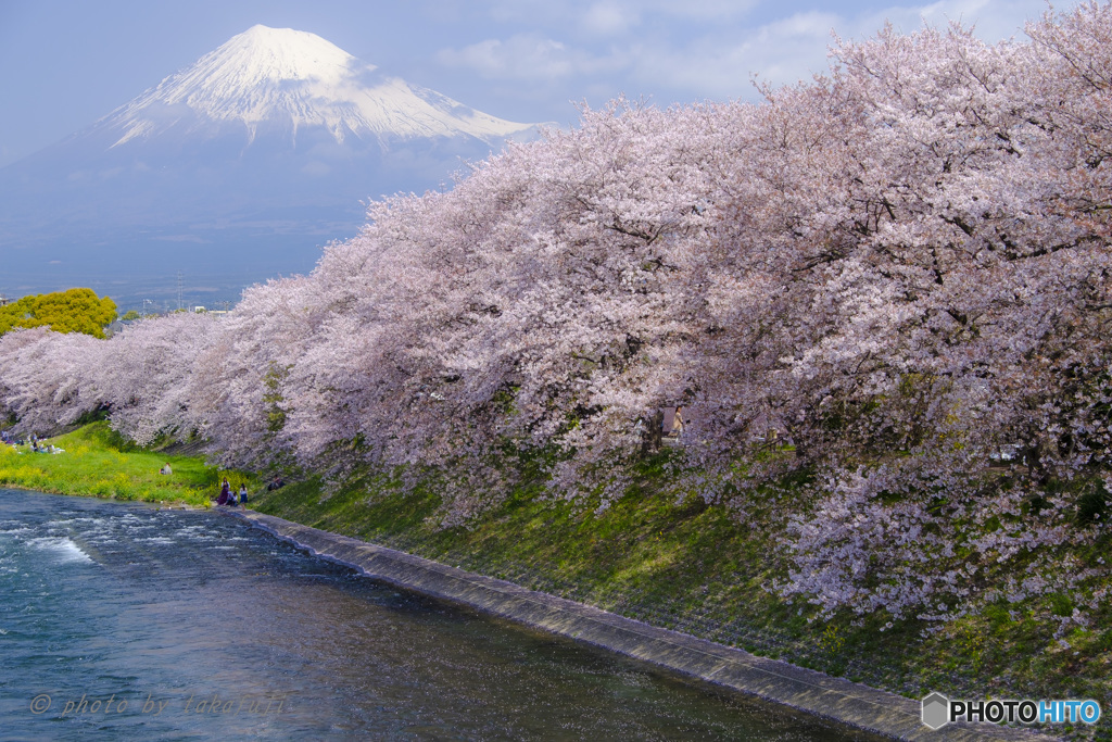 桜の華の舞う頃に