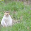 にゃんこ２