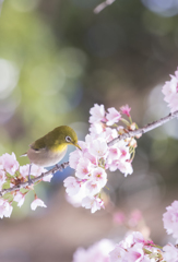 春のおとづれ