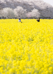 春の思い出