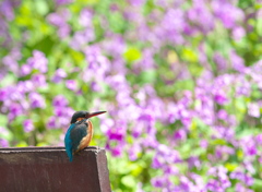 だいこんの花と