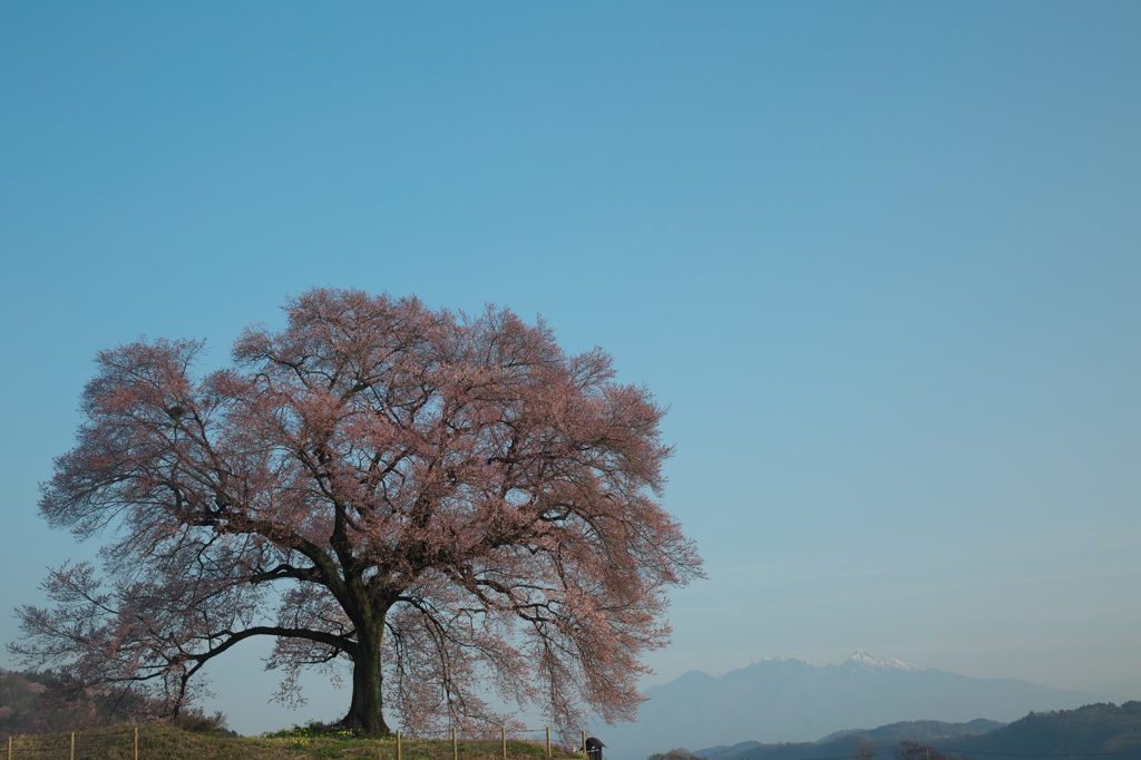わに塚の桜