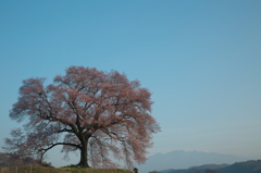 わに塚の桜