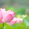 上野　蓮