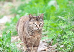 にゃんこ７
