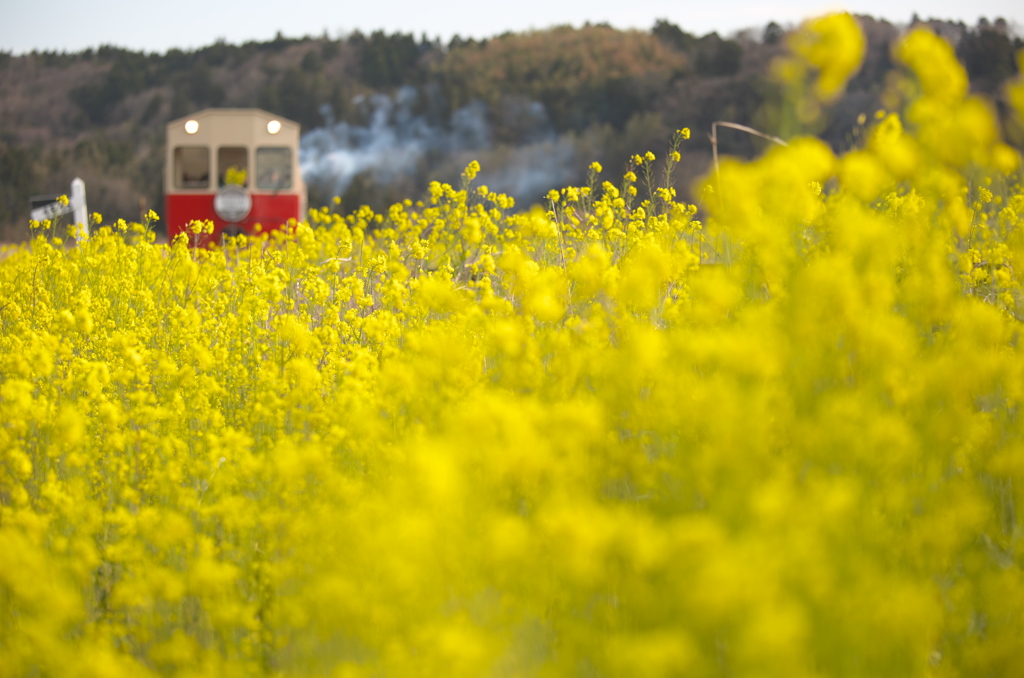 菜の花電車