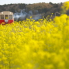 菜の花電車