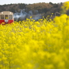 菜の花電車