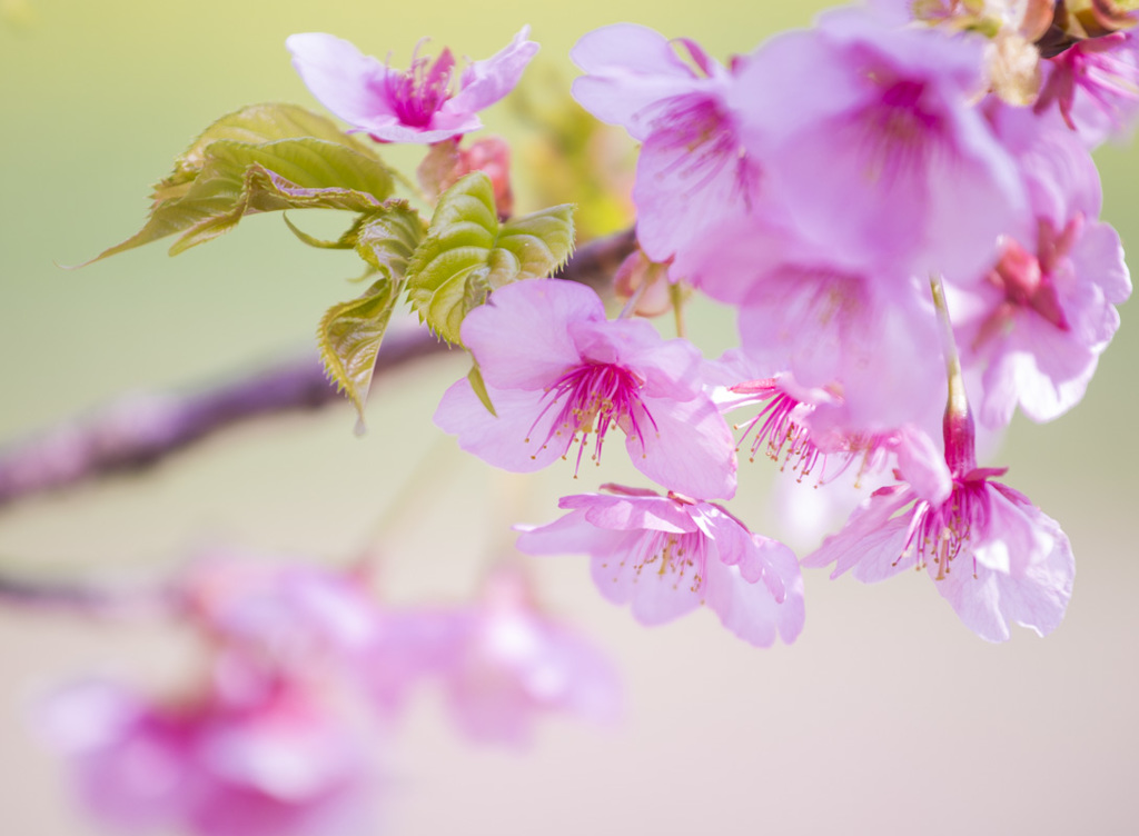 河津桜