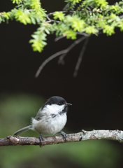 夏の鳥たち②