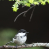 夏の鳥たち②