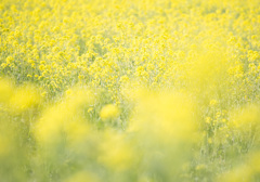 菜の花畑