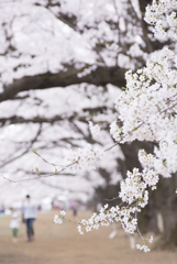 お花見散歩