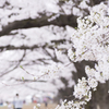 お花見散歩
