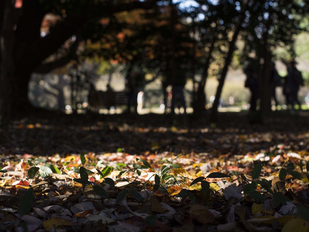 すっぽとらいと。