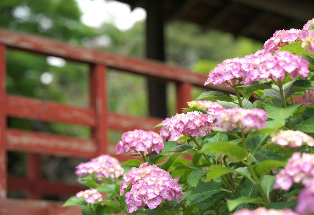 あじさい寺