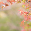 京都・もみじ１