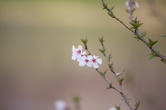 sakura