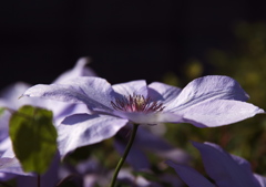花の名前がわからない。。。