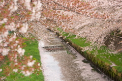 今日の桜