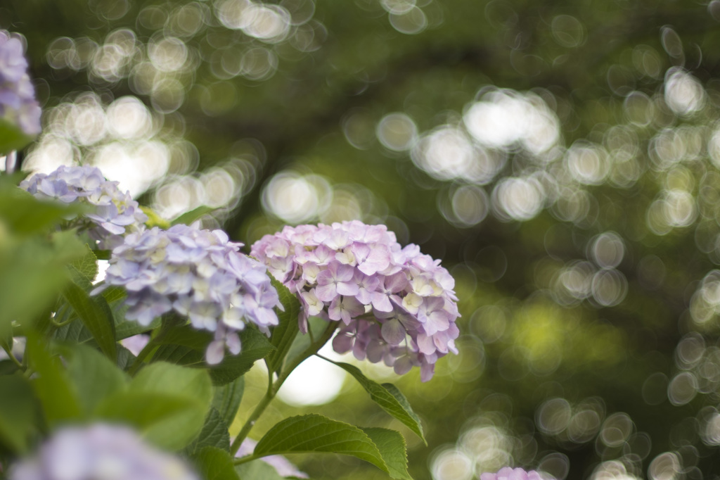 梅雨花