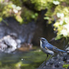 夏の鳥たち①