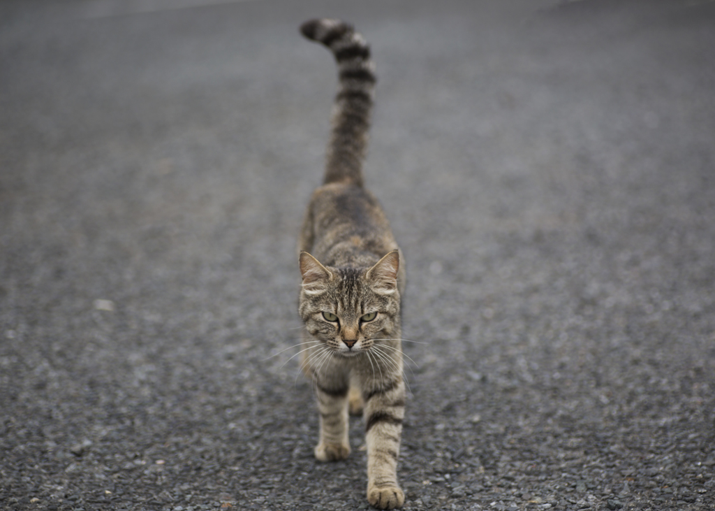 おそとのねこ1