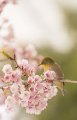 寒桜とメジロ