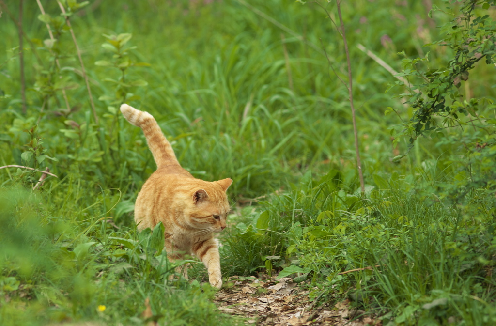 おそとのねこ2