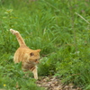 おそとのねこ2