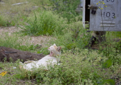 にゃんこ６