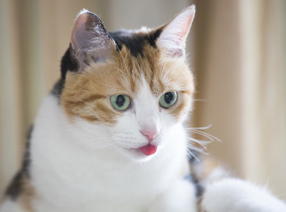 あっかんべ～～