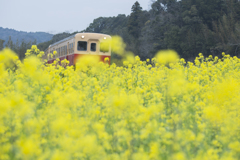 菜の花満開