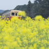 菜の花満開