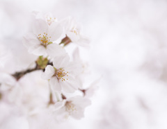 ＳＡＫＵＲＡ