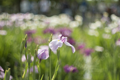 菖蒲