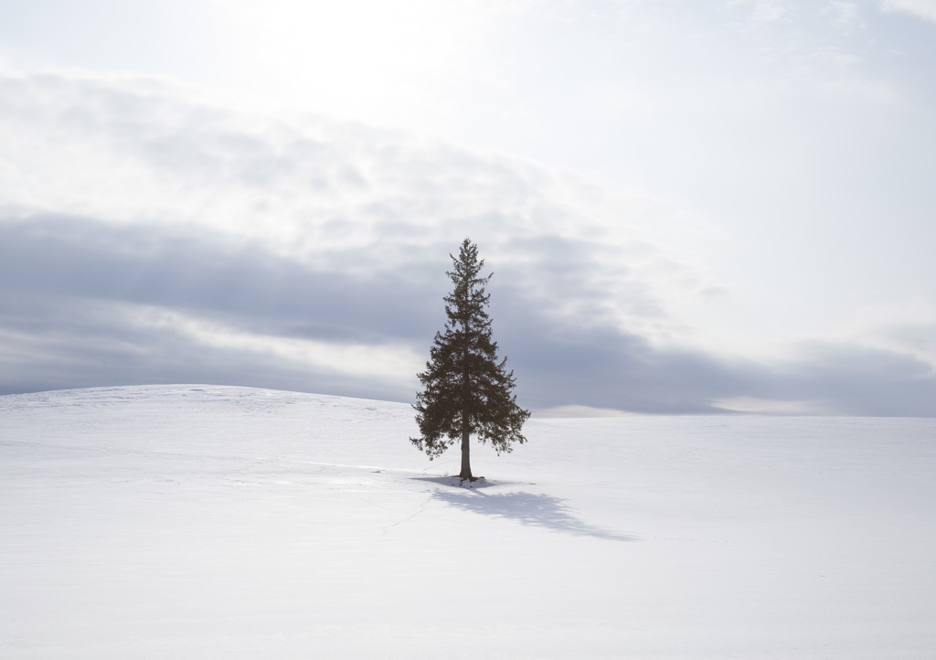 クリスマスツリーの木・白銀の世界