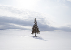 クリスマスツリーの木・白銀の世界