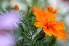 マリーゴールド3