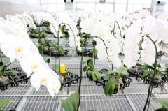 横浜大輪欄華園11