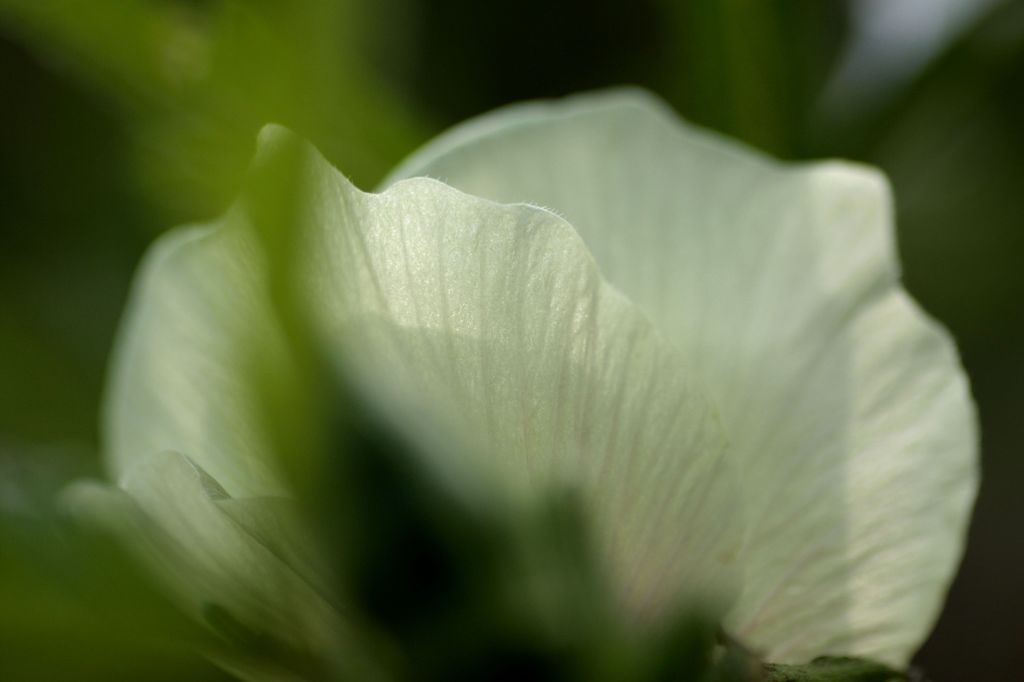 「寺家ふるさと村」の花たち7