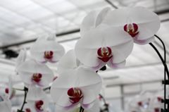 横浜大輪欄華園8