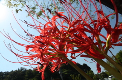 赤い彼岸花14
