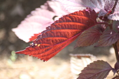 赤芋虫。