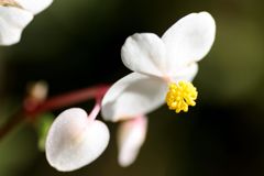 シュウカイドウ5