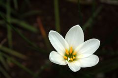 ゼラフィンサス