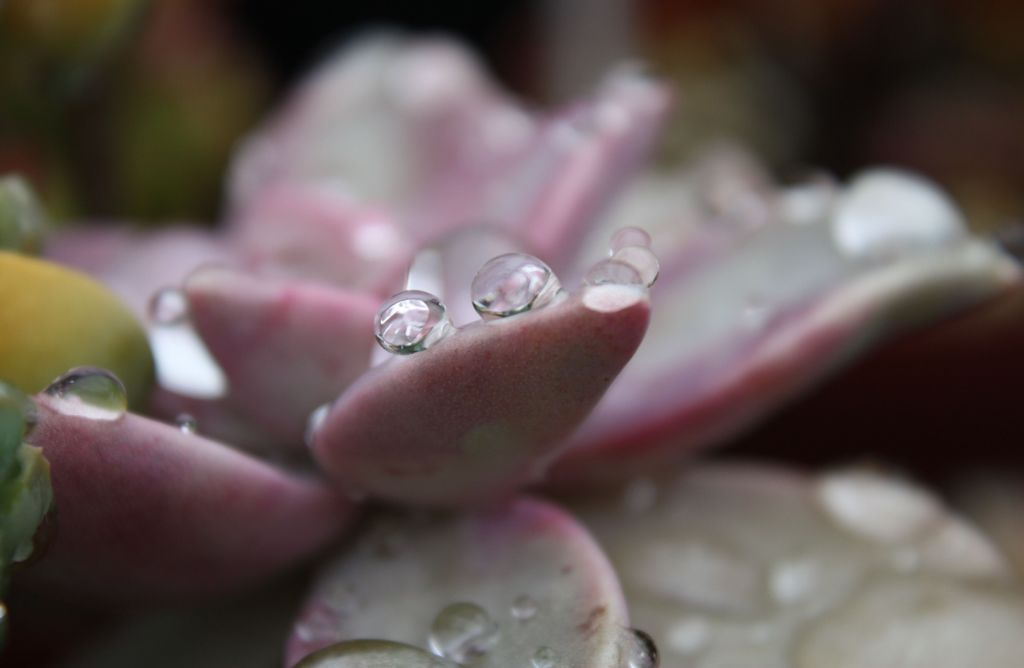 魚眼レンズ