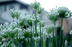 ニラの花2