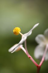 シュウカイドウ1